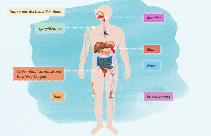 Immunsystem: Aufbau, Funktion & Tipps Zum Stärken | Laetitia